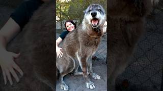 Are Wolfdogs Bad Pets? #dog #wolfdog #pets #animalshorts