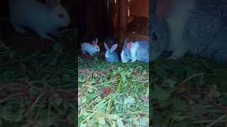 Rabbit farming in Kenya 🐰🐇