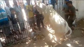 Anari qasai Mera jiger ka tuckra qurbani 2020