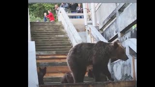 rd #293 мать медведь с ее 3 детенышей прогулки в городе