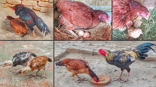 A hen 2 chicken baby || 2 chicks growth 1 day to 210 days || hen hatched 2 eggs