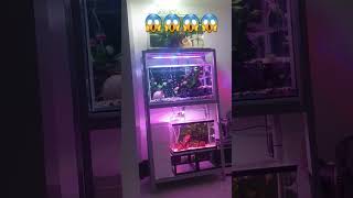 making this tanks unique! #fishlover #fishtank  #fishlovers