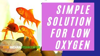 How to Easily Increase Oxygen in Fish Tank Water | The Indian Fishkeeper