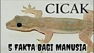 LIMA FAKTA CICAK DI DUNIA