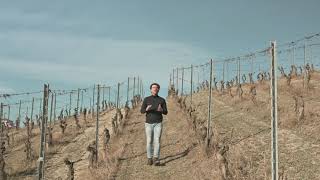 Regolare la Produzione in Vigna dalla Potatura.