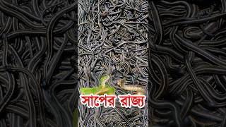 সাপ আর সাপ! সাপে ভরা সাপের রাজ্য Snake Island দেখলে ভয় পেয়ে যাবেন #snake #সাপ