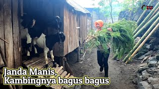 Janda Manis Banyak Kambingnya