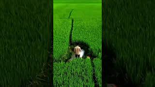 আমার শখের ড্রোন#shortvideo #shorts #dji #djidrone