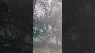 Dreem #forrest #fog #foggy #trendingvideo #viralvideo #youtubeshorts #lovestatus