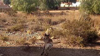 pastor belga malinois paseandola