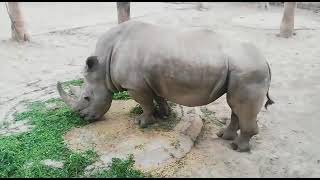 Rhinoceros  In Lahore Zoo