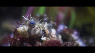 Mosshead Warbonnet 4K | Sony A6400 + Sony 30mm F3.5 Macro