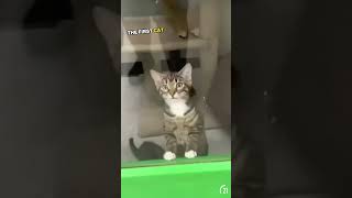 Cat's funny reaction when adopted 😂