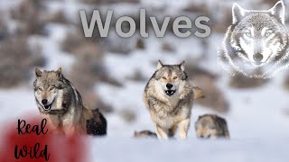 Wolves Social Pack Predators