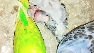 cute Australia parrot & baby @FancyBirdsWorld