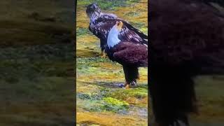 bald eagles