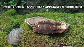 Трутовик плоский Ganoderma applanatum против рака