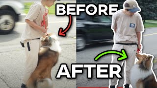 How to STOP your dog from reacting Step by Step!