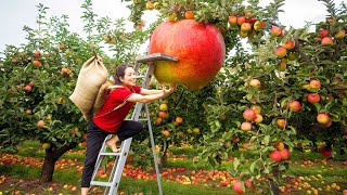 Apple Harvesting Secrets: How Farmers Grow Billions of Apples - From Seedlings to Harvesting