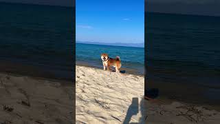 Shiba Inu at the sea - Sarti