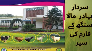 بہادر نگرفارم کی سیر                   Livestock Production Research Institute BahadurNagar OkaraVst