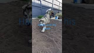 Malamute puppy Hades and his paws