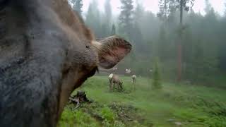 Elk Licking the Camera Lens Clean to Unveil...