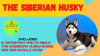 6 Important Facts About the Siberian Husky Every New Mom Should Know