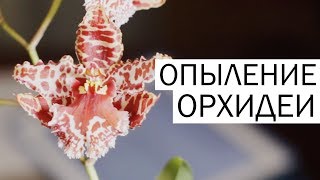 Как ОПЫЛИТЬ ОРХИДЕЮ камбрия. Перекрестное опыление и опыление на себя (self)