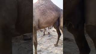 Camel baby milk feeding