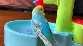 How to give a cute 🥰 budgie bath 🛁 #birds #viral #parakeet #parrot #shorts