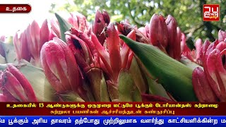 உதகையில் 13 ஆண்டுக்கு ஒருமுறை மட்டுமே பூக்கும் டோரியான்தஸ் கற்றாழை - சுற்றுலா பயணிகள் கண்டுரசிப்பு