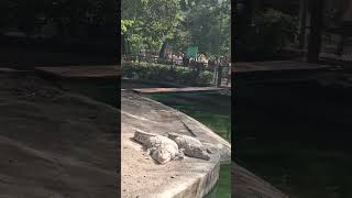 Crocodile #animals #animal #animallover #wildlife #traveling #travelvlog #shorts #shortsvideo #short