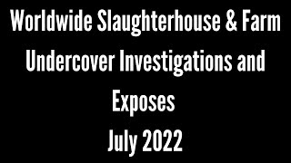 Worldwide Slaughterhouse & Farm UNDERCOVER Investigations Headlines July 2022 📸 🎥 #shorts