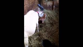 Saanen goat mama cleaning her nubian mix baby