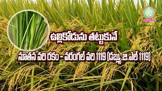 ఉల్లికోడును తట్టుకునేనూతనవరిరకం   వరంగల్ వరి 1119 Newly released Gallmidge resistant Rice variety WG