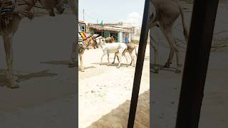 Donkey 4k video #viralvideo #youtubeshorts