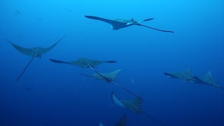 Eagle rays, Exuma cays