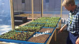 Germination of first plants at Perho Green City Farm