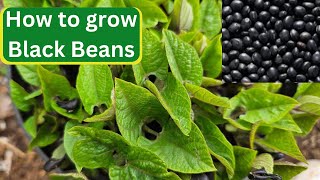 How to grow Black Beans