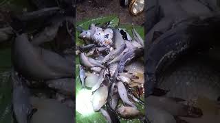 hasil nembak ikan #nembakikan #videoshort #shortvideo