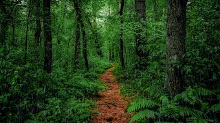 Relaxing Rain Walk in Lush Forest (4K 60fps) | Binaural Audio for Sleep & Relax (Rain on Umbrella)