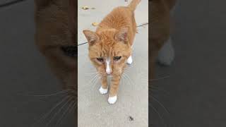 Rikki outside on a nice fall 🍁 day