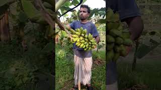 #How to harvesting are banana #ep-209#Short🍌🍌