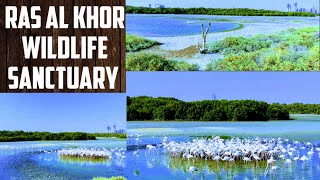 Ras Al Khor Wildlife Sanctuary/Sanctuary is a wetland reserve in Dubai. #shamsfoodandtravel#wildlife