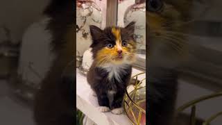 cute cats 2024 funny cats 2024 Vid35 #fyp #funnycats #funny #animals #cats #kitten #viral #lovecats