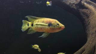 WC Hemichromis Fasciatus Pair - Fry update 05232017