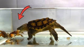 When a hungry snapping turtle sees a crab(live feeding)