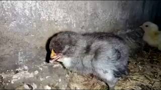 IB | Infectious Bronchitis In 1 Day Old Chicken | PPS |