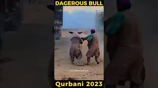 Out Of Control Bull | Dangerous Bulls Unloading | Cow Mandi #shorts #cowvideos #bakraeid2023